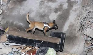 МВД Грузии наградило собаку за спасение человека после землетрясения в Турции
