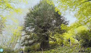 На севере Турции обнаружено старейшее в стране тисовое дерево
