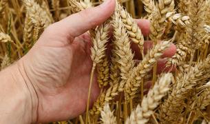 Турция выступает за продолжение зерновой сделки в четырехстороннем формате