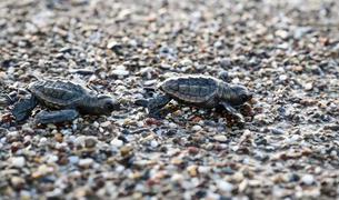 Почти полмиллиона детёнышей головастой черепахи достигли моря в Анталье