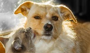 Чиновники и ветеринары будут принимать решение об усыплении собак по готовящемуся закону в Турции