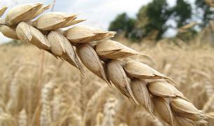Турция выступает за продление зерновой сделки
