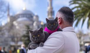 «Путешествующий кот» Стамбула теперь гуляет по городу с котёнком