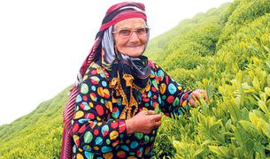 В Турции развивается «чайный» туризм