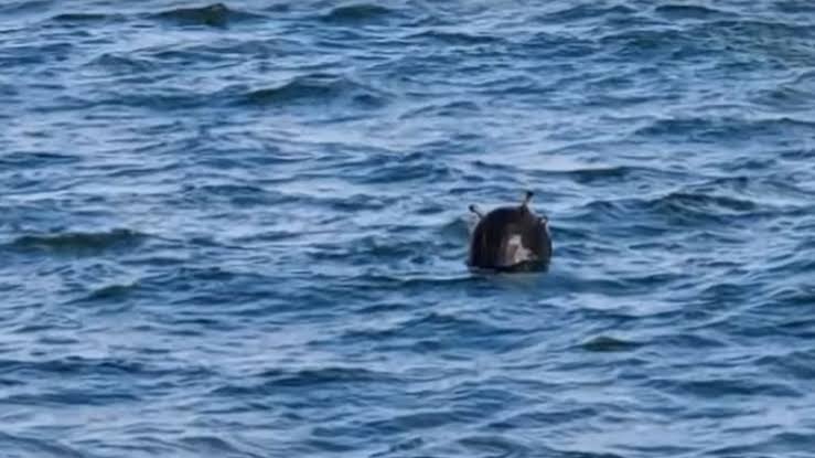 Турция обсуждает с Украиной меры защиты от дрейфующих мин и катеров в Черном море