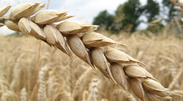 Функционирование коридора по вывозу зерна с Украины нормализовано - глава МО Турции