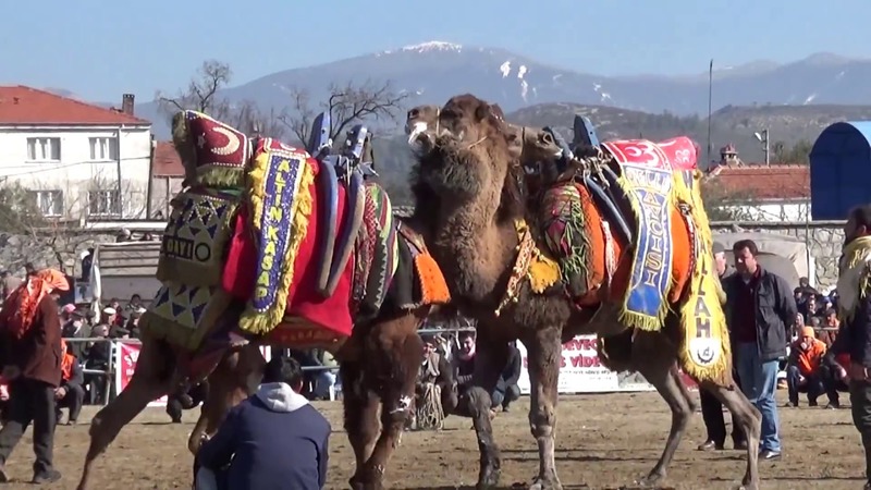 Турция хочет внести борьбу верблюдов в список нематериального культурного наследия ЮНЕСКО