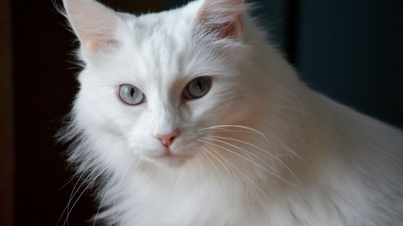 Кошки с разными глазами: турецкие ваны оказались под угрозой исчезновения |  МК-Турция