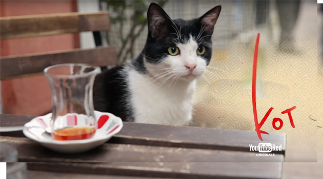 Документальный фильм про стамбульских котов номинирован на премию