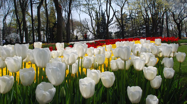 В Стамбуле открывается фестиваль тюльпанов