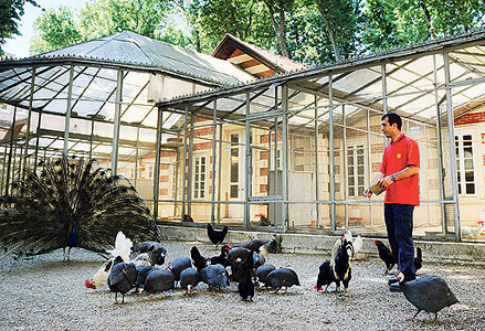 Птичьи дворцы в Долмабахче: османская традиция всё ещё жива