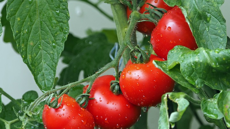 В Минсельхозе сообщили, что квота на ввоз помидоров из Турции в Россию еще не выбрана