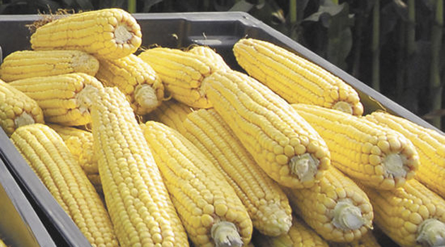 Стоит ли бояться ГМО, особенно скрещивания пшеницы со скорпионом?