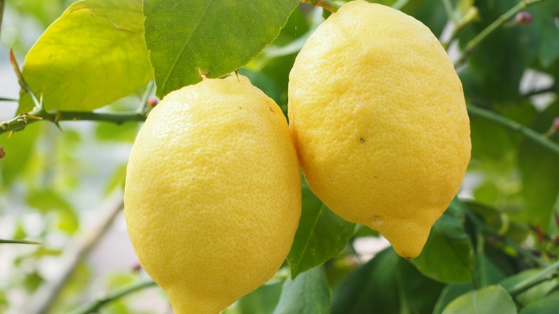 Власти Турции ввели ограничения на экспорт лимонов из страны до августа