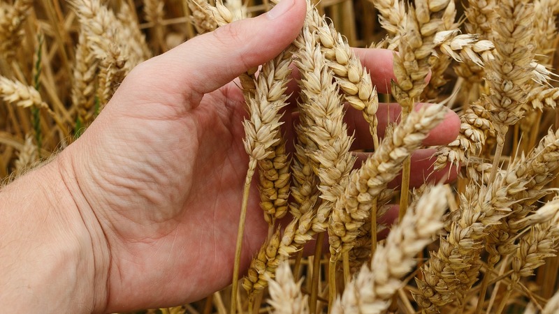 Почти 33 млн тонн сельхозпродукции вывезено в 45 стран за зерновую сделку