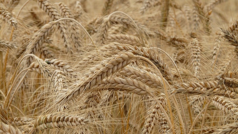 Турция готова перерабатывать российскую пшеницу и поставлять продукты в бедные страны