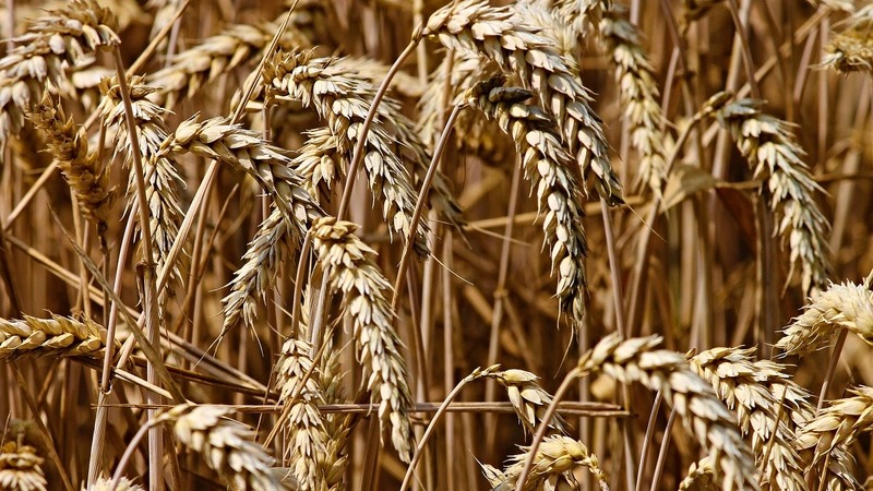 Турция будет импортировать зерно, чтобы предотвратить рост цен на фоне низкого производства