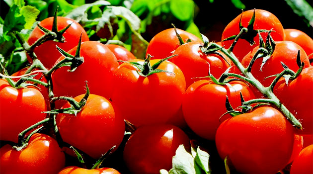 Турецкие помидоры могут попасть на российский рынок в этом сезоне