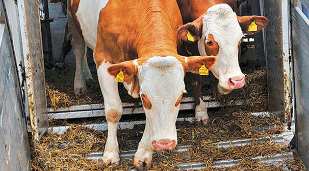 Турция поставит в Саудовскую Аравию 6 млн голов крупного и мелкого рогатого скота