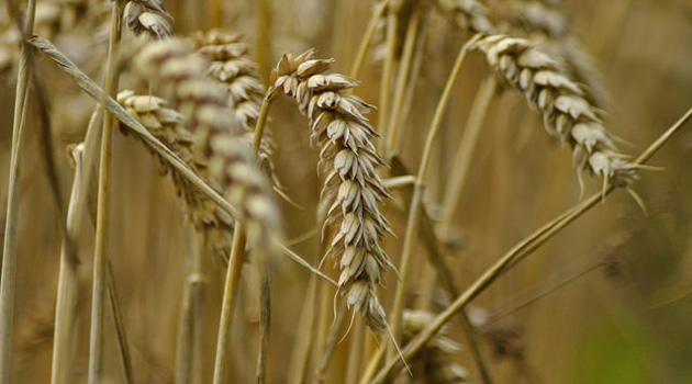 Поставки российской пшеницы в Турцию не восстановились до прежнего объёма