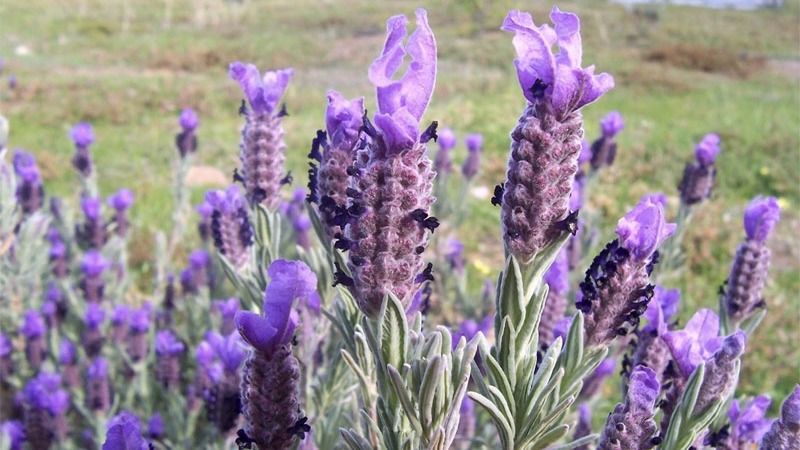 Большие площади земли в Турции переданы под выращивание лекарственных и ароматических растений