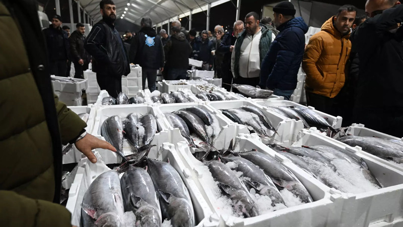 Редкий вид рыбы торик вернулся в Мраморное море спустя 40 лет