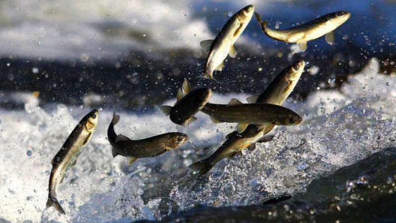 Турция и Сомали подписали стратегическое соглашение в сфере рыболовства