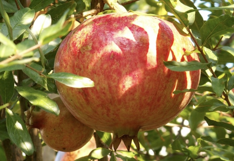 Гранаты стали драйвером роста экспорта фруктов из Турции