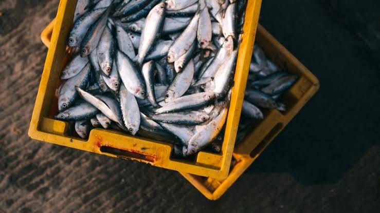 Импорт рыбы из Турции в РФ вырос на 21% в начале года