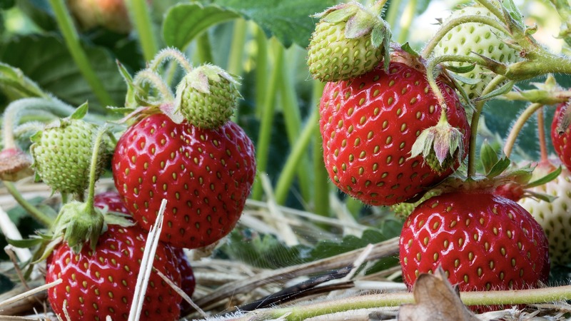 Клубничный урожай Силифке в Турции стимулирует масштабный экспорт на мировые рынки