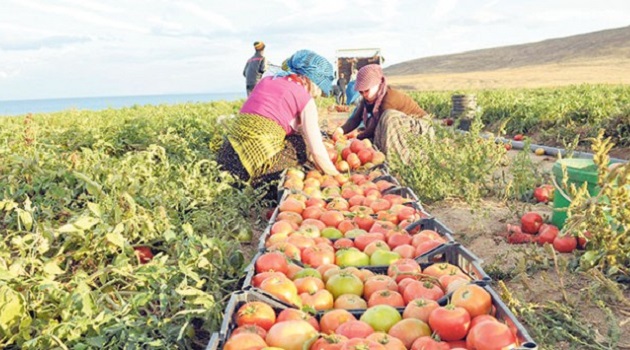 Экспорт сельскохозяйственной продукции из Турции в 2024 году достиг рекордных 36 млрд долларов США