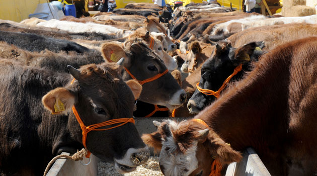 Накануне праздника цена на жертвенных животных выросла в Турции на 15-20 %