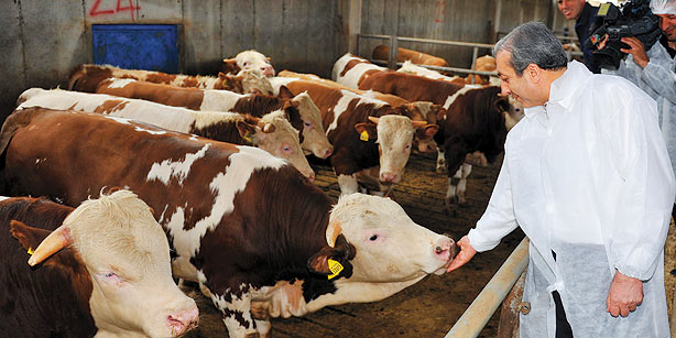 Правительство Турции объявило пакет стимулирующих мер в сфере животноводства
