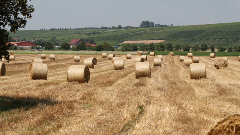 Турция планирует брать в аренду сельхозугодья в зарубежных странах