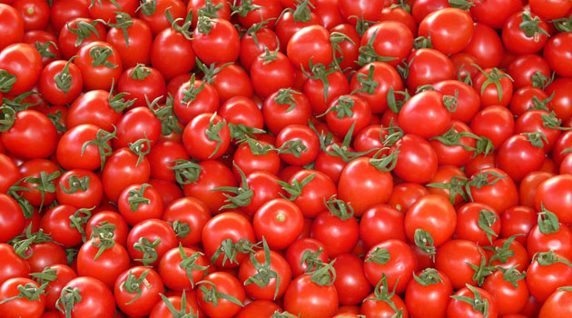 Турецкие помидоры пустят в Россию