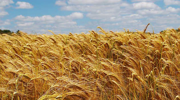 Турция ввела пошлину 130% для российской пшеницы и кукурузы