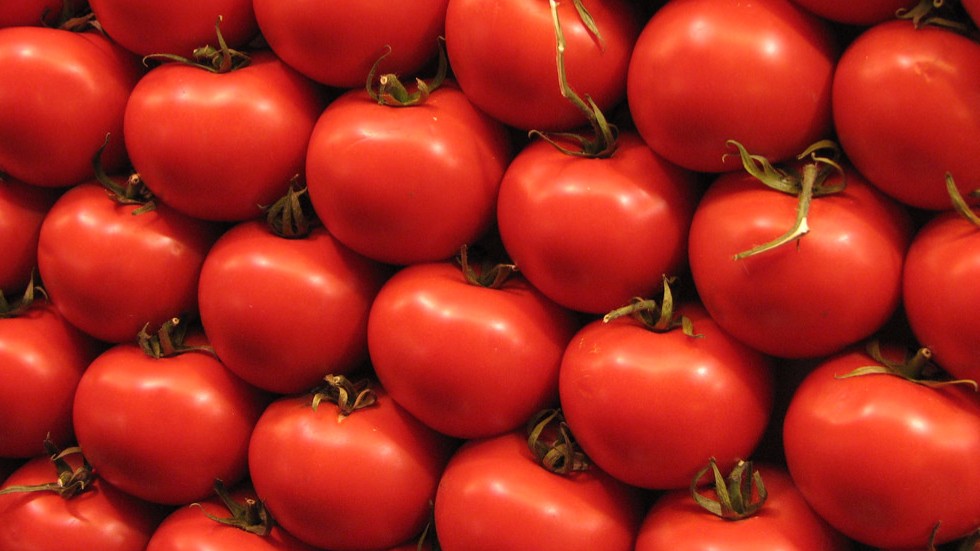 Ткачёв: Россия не будет спешить с расширением поставок томатов из Турции