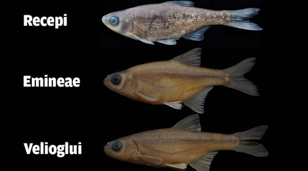 В Турции открыли три новых вида рыб