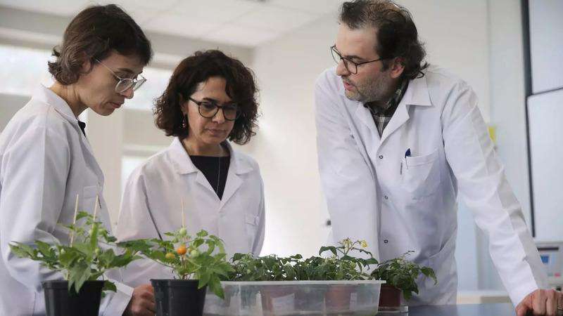 Турецкие ученые вырастили помидоры в имитации лунного и марсианского грунта