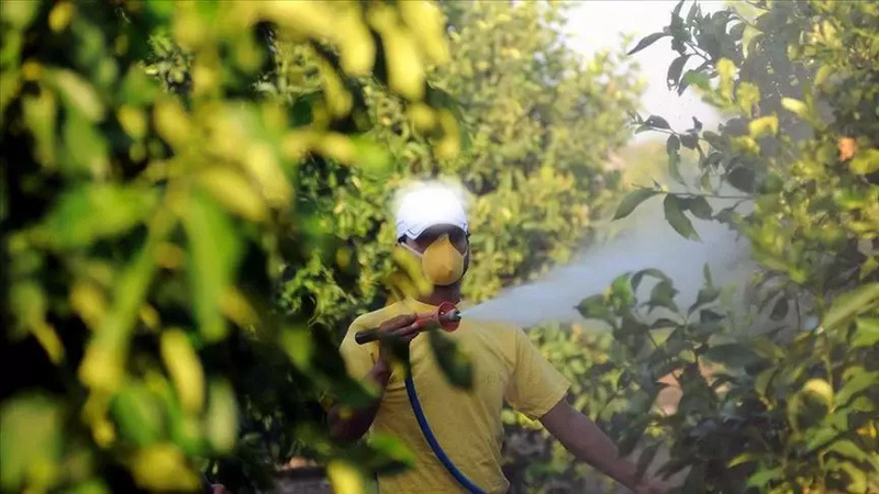 Исследование выявило наличие пестицидов в домашней еде в Турции