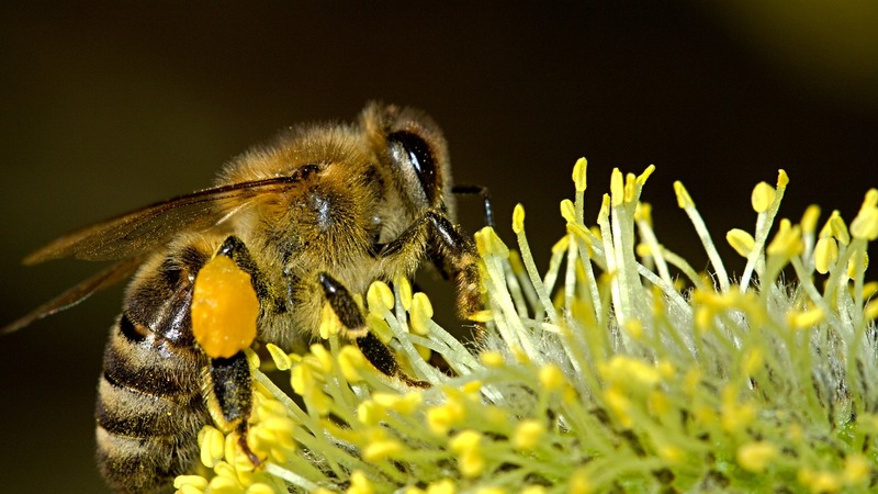 В Турции запретили использование трёх пестицидов ради спасения пчёл