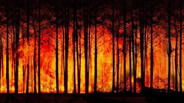 В пяти турецких провинциях начался пожар