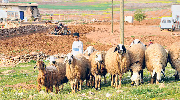 На юго-востоке Турции зафиксировали массовое самоубийство овец