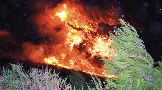 Огонь уничтожил 70 гектаров леса в провинции Ризе