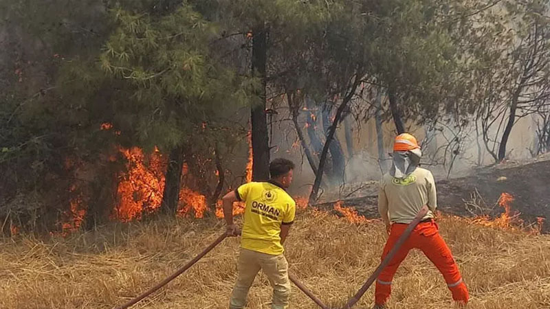 Лесные пожары не угрожают объектам туризма, заверили власти Турции