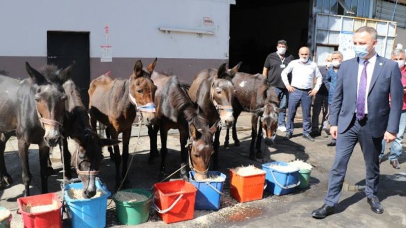 В Турции отправили на пенсию мулов, на которых убирали мусор