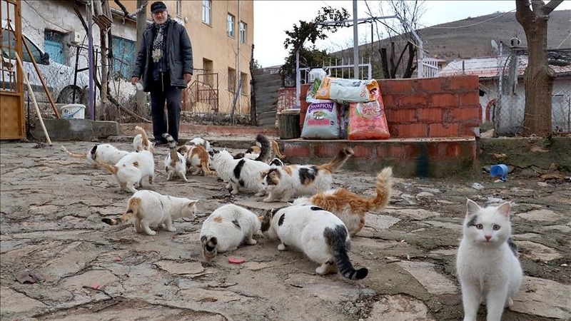 Турецкий пенсионер посвятил себя бездомным животным после смерти любимого пса — ВИДЕО
