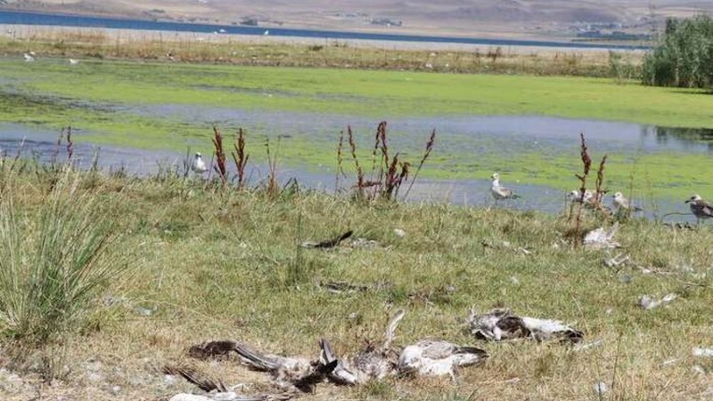 В Турции массовая гибель чаек в районе озера Ван вызвала панику среди местных жителей