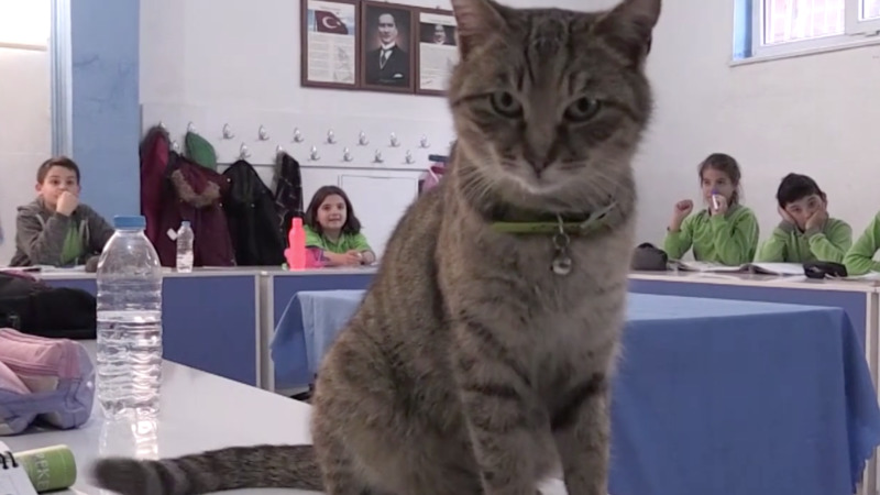 В Турции кот стал членом начальной школы