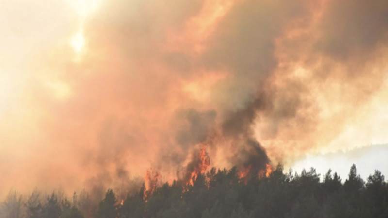 В Турции в 2019 году сгорело более 11 тыс. га лесных земель